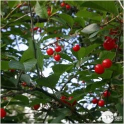 Cerisier Griotte Montmorency : ½ Tige, 4-5 Ans, H 170-180 Cm -Flora Soldes 37611 006