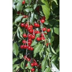 Cerisier Griotte Montmorency : ½ Tige, 4-5 Ans, H 170-180 Cm -Flora Soldes 37611 009