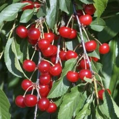 Cerisier Griotte Montmorency : ½ Tige, 4-5 Ans, H 170-180 Cm -Flora Soldes 37611 010