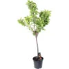 Cerisier Griotte De Montmorency : Gobelet 3 Ans D'âge Ctr 12 Litres -Flora Soldes 37613 002