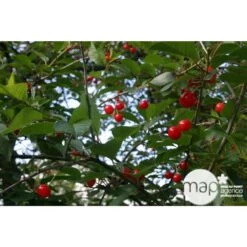 Cerisier Griotte De Montmorency : Gobelet 3 Ans D'âge Ctr 12 Litres -Flora Soldes 37613 004