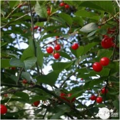 Cerisier Griotte De Montmorency : Gobelet 3 Ans D'âge Ctr 12 Litres -Flora Soldes 37613 006