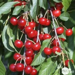 Cerisier Griotte De Montmorency : Gobelet 3 Ans D'âge Ctr 12 Litres -Flora Soldes 37613 008