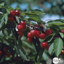 Cerisier Bigarreau Moreau : Gobelet 3 Ans D'âge Ctr 12 Litres -Flora Soldes 37620 003