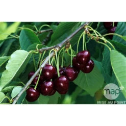 Cerisier Bigarreau Reverchon : Gobelet 3 Ans D'âge Ctr 12 Litres 7 Cerisier Bigarreau Reverchon : Gobelet 3 Ans D'âge Ctr 12 Litres -Flora Soldes 37634 003