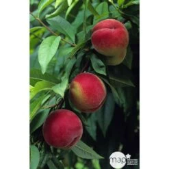 Pêcher à Chair Blanche Amsden : Demi Tige Ctr 15 Litres -Flora Soldes 37642 002