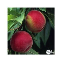 Pêcher à Chair Blanche Amsden : Demi Tige Ctr 15 Litres -Flora Soldes 37642 003