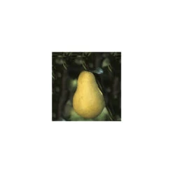 Poirier Williams : Gobelet 3 Ans D'âge - Ctr 12 Litres