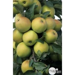 Pommier Golden Delicious : Gobelet 3 Ans D'âge Ctr 12 Litres -Flora Soldes 37730 003