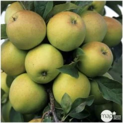 Pommier Golden Delicious : Gobelet 3 Ans D'âge Ctr 12 Litres -Flora Soldes 37730 004