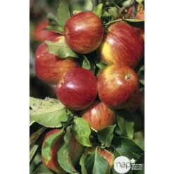 Pommier Jonagold : Gobelet 3 Ans D'âge Ctr 12 Litres -Flora Soldes 37759 003