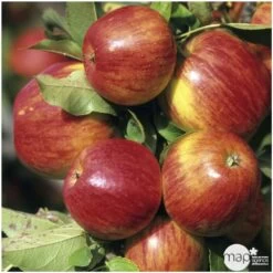 Pommier Jonagold : Gobelet 3 Ans D'âge Ctr 12 Litres -Flora Soldes 37759 004