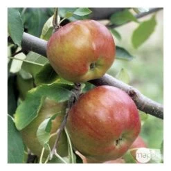 Pommier Melrose : ½ Tige, 4-5 Ans, H 170-180 Cm 11 Pommier Melrose : ½ Tige, 4-5 Ans, H 170-180 Cm -Flora Soldes 37765 008