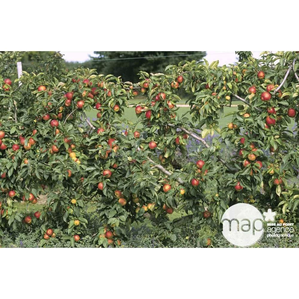 Pommier Reine Des Reinettes : Gobelet 3 Ans D'âge Ctr 12 Litres 4 Pommier Reine Des Reinettes : Gobelet 3 Ans D'âge Ctr 12 Litres - Image 2
