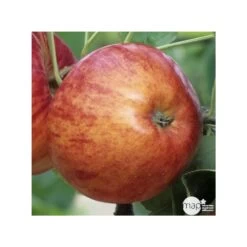 Pommier Reine Des Reinettes : Gobelet 3 Ans D'âge Ctr 12 Litres 9 Pommier Reine Des Reinettes : Gobelet 3 Ans D'âge Ctr 12 Litres -Flora Soldes 37779 004