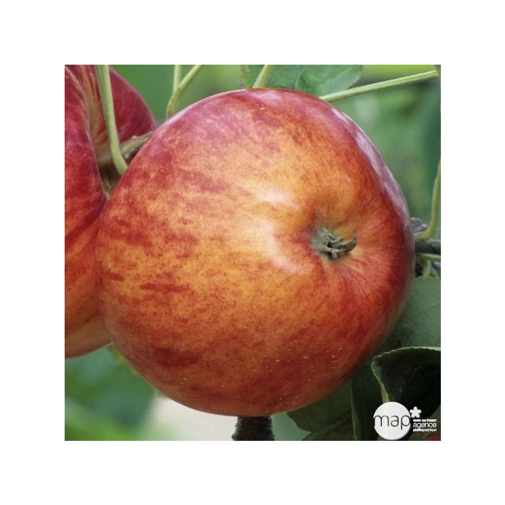 Pommier Reine Des Reinettes : Gobelet 3 Ans D'âge Ctr 12 Litres 5 Pommier Reine Des Reinettes : Gobelet 3 Ans D'âge Ctr 12 Litres - Image 3