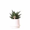 Haworthia Limifolia Et Son Cache-pot Blanc - H16cm, ø9cm - Plante D'intérieur -Flora Soldes 3781bb72239b6eca
