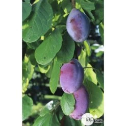 Prunier Quetsche D'Alsace : ½ Tige, 4-5 Ans, H 170-180 Cm -Flora Soldes 37821 002