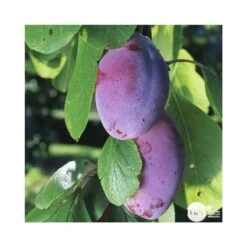 Prunier Quetsche D'Alsace : ½ Tige, 4-5 Ans, H 170-180 Cm -Flora Soldes 37821 003