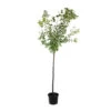 Prunier Quetsche D'Alsace : ½ Tige, 4-5 Ans, H 170-180 Cm -Flora Soldes 37821 004