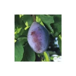 Prunier Quetsche D'Alsace : ½ Tige, 4-5 Ans, H 170-180 Cm -Flora Soldes 37821 005