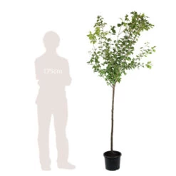 Prunier Quetsche D'Alsace : ½ Tige, 4-5 Ans, H 170-180 Cm -Flora Soldes 37821 006