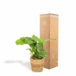 Calathea Orbifolia Et Son Panier Naturel - H40cm, ø14 Cm - Plante D'intérieur -Flora Soldes 3804fcc636f2001e