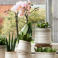 Crassula - H11cm, ø6cm - Plante D'intérieur 9 Crassula - H11cm, ø6cm - Plante D'intérieur -Flora Soldes 395bb3a15339b15d