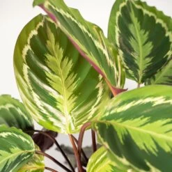 Calathea Medallion - H65cm, ø19cm - Plante D'intérieur -Flora Soldes 39e599efe106b913