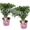 Set De 2 Hortensias Confetti - Pot ⌀19 Cm - H. 20-30cm (hauteur Pot Incluse) -Flora Soldes 3c13cbb1f342dd69