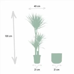 Dracaena Et Son Cache-pot - H120cm, ø21cm - Très Grande Plante D'intérieur -Flora Soldes 3ca37fe8ec906d0a