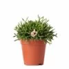 Rhipsalis Baccifera - H15cm, ø9cm - Plante D'intérieur -Flora Soldes 3d871e1cd496dfc5