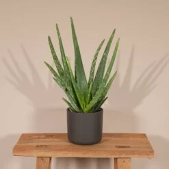 Aloe Vera - H30cm, ø12cm - Plante D'intérieur Succulente 8 Aloe Vera - H30cm, ø12cm - Plante D'intérieur Succulente -Flora Soldes 3db038cafecd324b