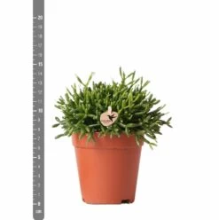 Rhipsalis Baccifera - H15cm, ø9cm - Plante D'intérieur -Flora Soldes 3e1dfaec75687e9f