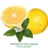 Pomelos A Chair Jaune Bio Tailles:pot De 3 Litres, Hauteur 30/40 Cm -Flora Soldes 41612e67e5322872