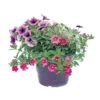 Mélange D'annuelles C 4,6 L -Flora Soldes 416362 001
