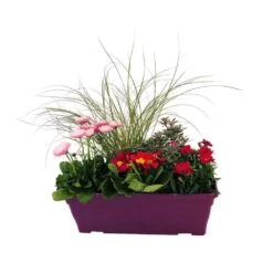 Jardinière De Bisannuelles Et Vivaces 40 Cm - Coloris Variables -Flora Soldes 417571 003