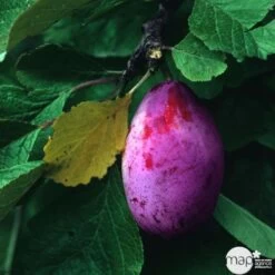 Prunier Quetsche Stanley : Demi Tige -Flora Soldes 427324 001