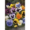 Pensée : Jardinière Colorée 40 Cm - Coloris Variables -Flora Soldes 431665 002