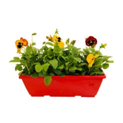 Pensée : Jardinière Colorée 40 Cm - Coloris Variables -Flora Soldes 431665 004