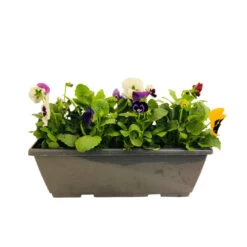 Pensée : Jardinière Colorée 40 Cm - Coloris Variables -Flora Soldes 431665 005