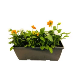 Pensée : Jardinière Colorée 40 Cm - Coloris Variables -Flora Soldes 431665 006