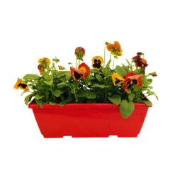 Pensée : Jardinière Colorée 40 Cm - Coloris Variables -Flora Soldes 431665 007
