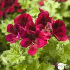 Géranium 'Calliope Dark Red' : Pot 4,5 Litres 7 Géranium 'Calliope Dark Red' : Pot 4,5 Litres -Flora Soldes 435476 002