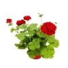 Géranium 'Calliope Dark Red' : Pot 4,5 Litres 1 Géranium 'Calliope Dark Red' : Pot 4,5 Litres -Flora Soldes 435476 003