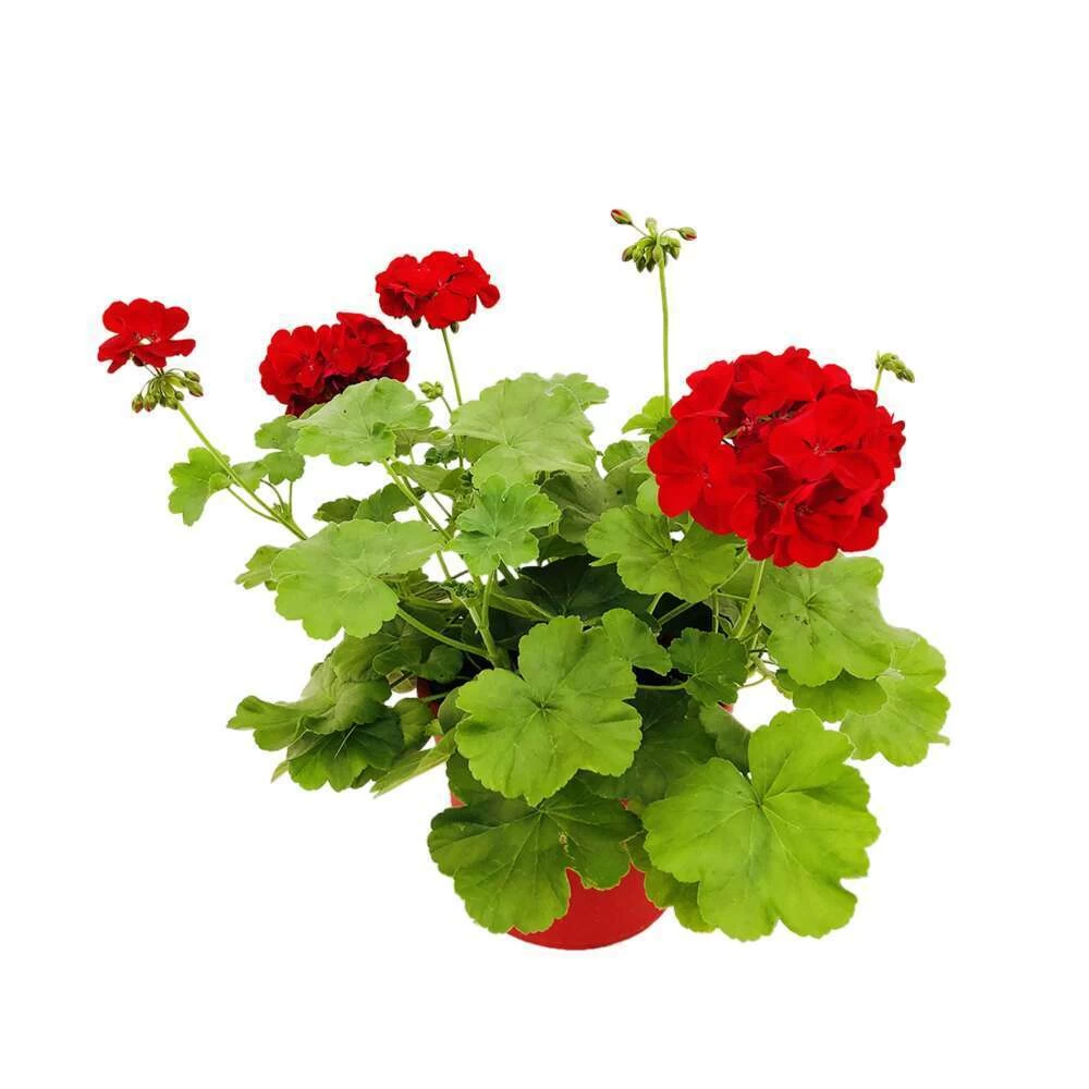 Géranium 'Calliope Dark Red' : Pot 4,5 Litres 3 Géranium 'Calliope Dark Red' : Pot 4,5 Litres