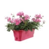 Geranium Interspécifique:jardinière 50 Cm - Coloris Variables 2 Geranium Interspécifique:jardinière 50 Cm - Coloris Variables -Flora Soldes 435586 002