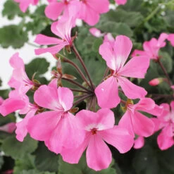 Geranium Interspécifique:jardinière 50 Cm - Coloris Variables -Flora Soldes 435586 003