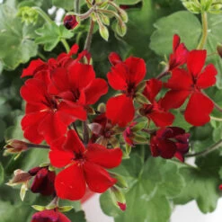 Geranium Interspécifique:jardinière 50 Cm - Coloris Variables -Flora Soldes 435586 005