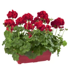 Geranium Interspécifique:jardinière 50 Cm - Coloris Variables -Flora Soldes 435586 006